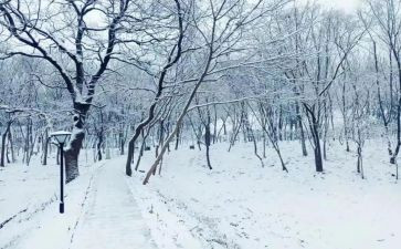 下雪的作文8篇