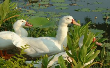 丑小鸭300字读后感精选8篇