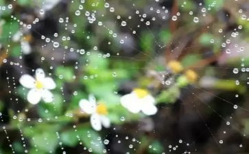 我发现了雨的秘密作文5篇