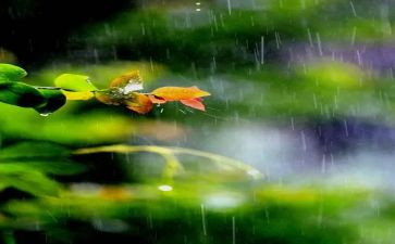 关于雨的读后感的作文500字精选7篇