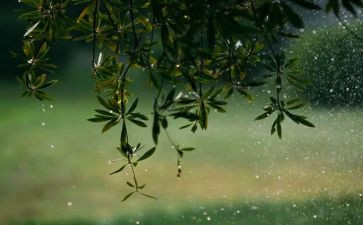 我欣赏雨作文600字精选8篇