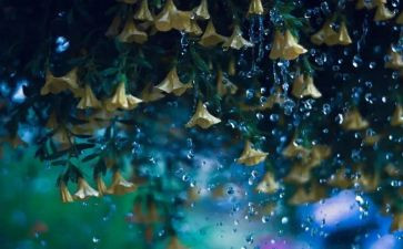 雨中600字作文精选8篇