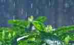我心目中的雨作文推荐7篇