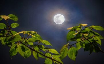 月亮歌教案精选8篇