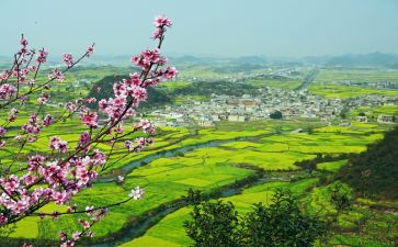 振兴乡村述职报告8篇