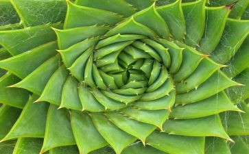 养植物心得8篇
