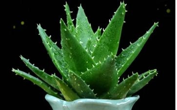 讲关于植物的作文通用6篇