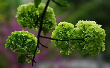 校园植物调查报告7篇