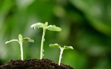 种子的梦读后感5篇