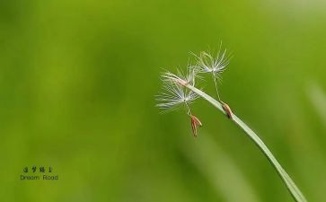 追梦的少年演讲稿6篇